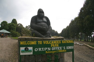 This gorilla welcomes visitors to the ORTPN office.