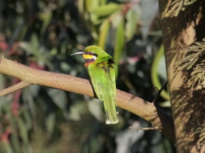 A Cinnamon-chested bee-eater at the Volcanoes Mt. Gahinga Lodge