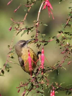 A female sunbird, species unknown