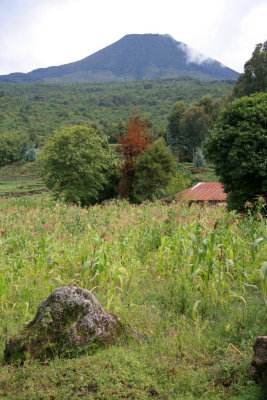 Mt. Gahinga watches over fields near the park.