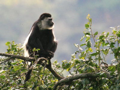 Black and white colobus monkey