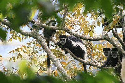 More black and white colobus monkeys