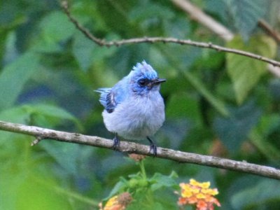 African blue flycatcher at the Volcanoes Bwindi Lodge