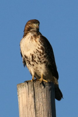 Red-tailed hawk, Reelfoot Lake