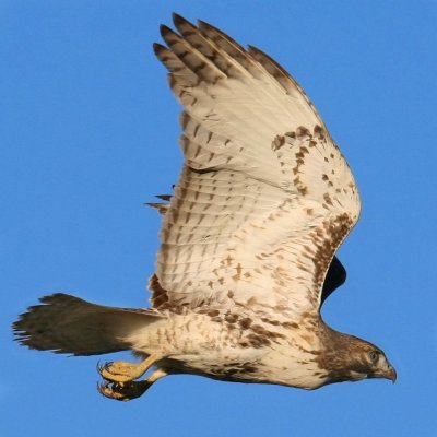 Red-tailed hawk in flight, Reelfoot Lake