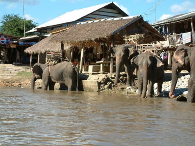 Elephants Near Chiang Rai