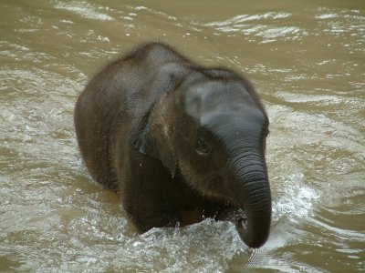 A Baby Elephant Finishing Its Bath