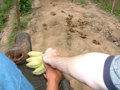 Feeding and Riding an Elephant Near Chiang Mai