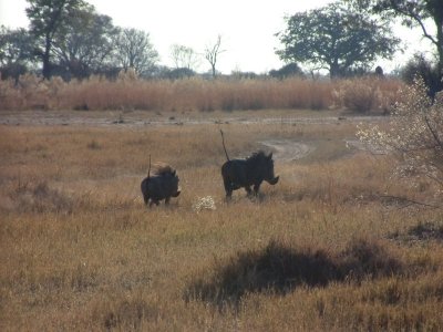 Warthogs raise their tails as they run away