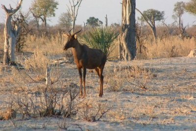 Tsessebe, similar to the East African Topi