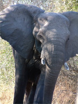 A mother elephant chases our vehicle down the road