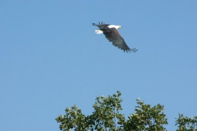 An African Fish Eagle soars above the Delta