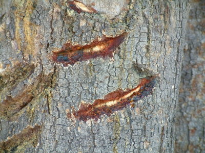 Elephant damage to a tree