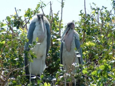 Marabou storks on an island in the Delta