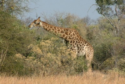 A giraffe feeds on leaves from a tree
