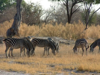 Herd of Burchell's Zebra