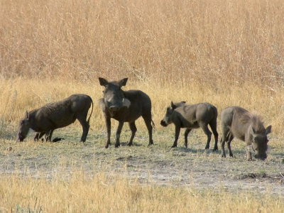 A warthog family