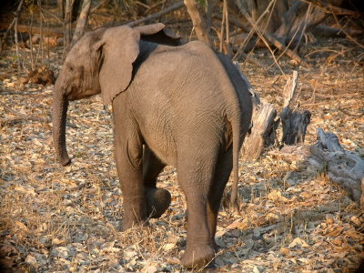 A heartbreaking encounter -- its mother was nowhere in sight