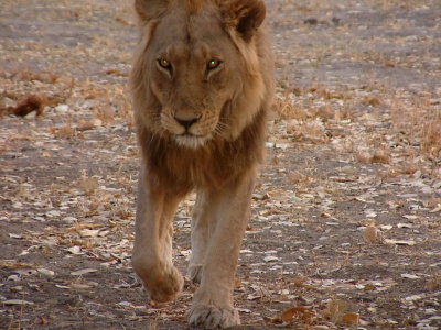 A male lion wandering alone