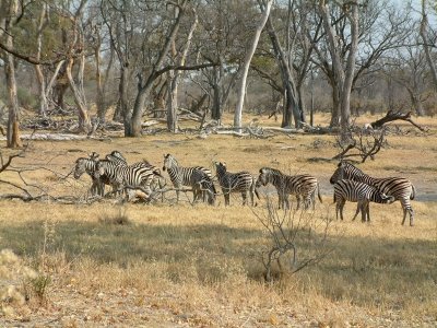 A group of Burchell's Zebra