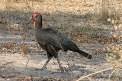 Ground Hornbill