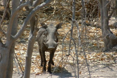 An inquisitive warthog