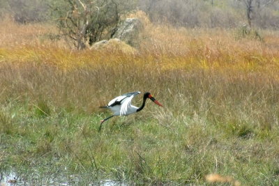 A saddle-billed stork takes flight