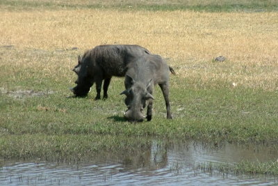 Warthogs foraging
