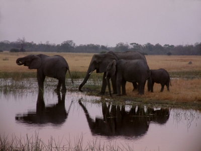 Elephant family drinking at dusk