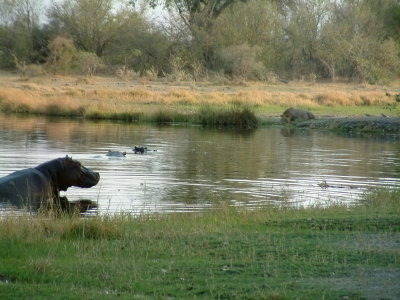 Hippos prepare to charge a lion drinking from their pond