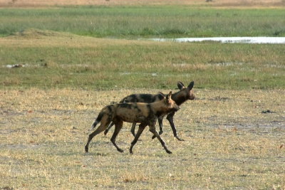 African wild dogs on the hunt
