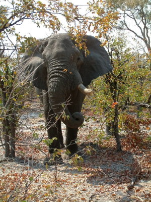 This elephant did not react to our presence