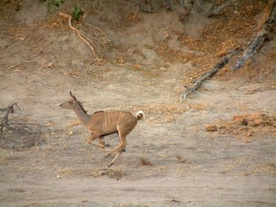 An energetic kudu running in the dried-up riverbed