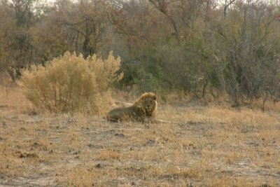 Male lion from the Savuti Pride