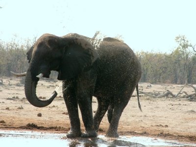 A bull elephant washes at one of the few waterholes in the area