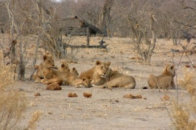 Collection of Savuti Pride lions