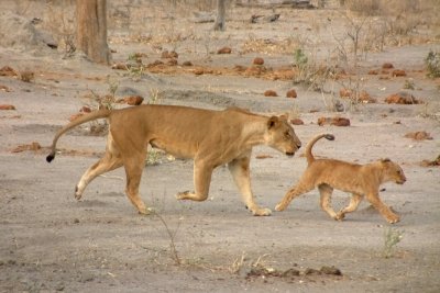 A mother lion chases one of her cubs