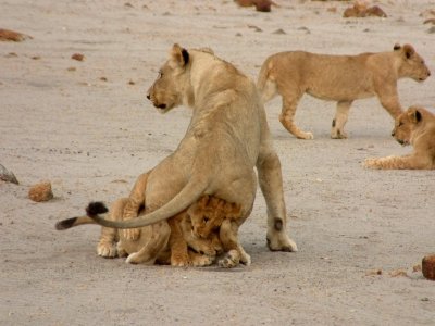 A lioness sits on her cubs to make them behave