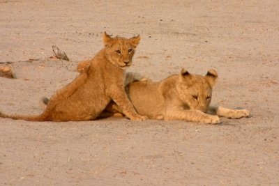 Playful lion cubs