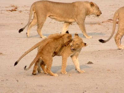 One lion cub plays with a sibling