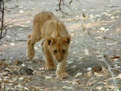 A lion cub stalks near a waterhole