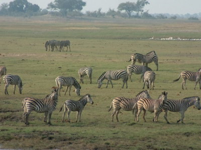 Zebra herd on the river floodplain