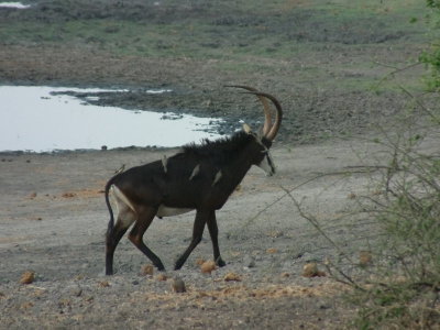 Sable antelope with oxpeckers on board
