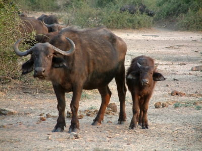 Cape buffalo mother and calf