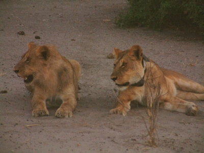 Lionesses -- note radio tracking collar