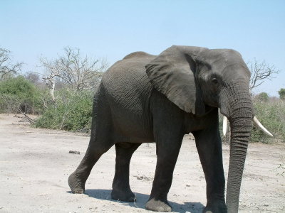 An elephant approaching our vehicle