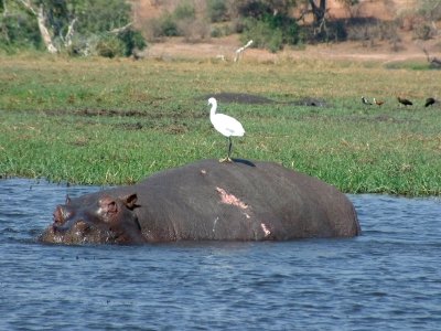 A hippo looks askance at an egret on its back