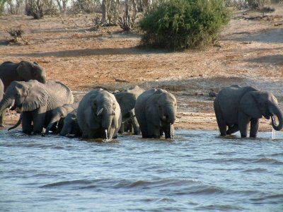 Elephants drinking