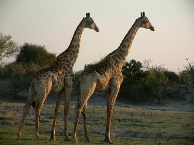 Giraffes watch the sun set over the Chobe River