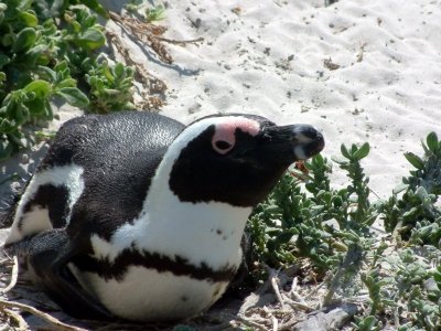 African penguin at Boulders Beach